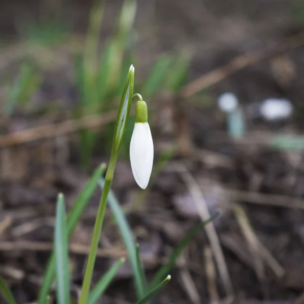 Las primeras flores de primavera nevadas blancas — Foto de Stock