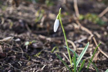 Kardelen ilk bahar çiçekleri beyaz