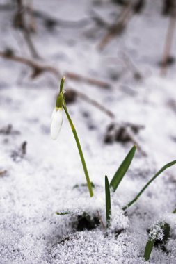 Beyaz tomurcuk kardelen çiçek bahar gününde karda