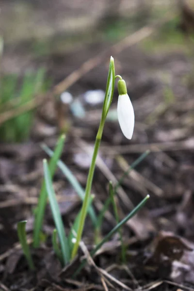 Las primeras flores de primavera nevadas blancas — Foto de Stock