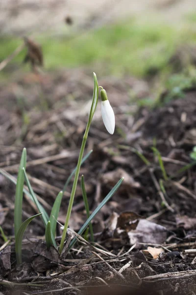 Las primeras flores de primavera nevadas blancas — Foto de Stock