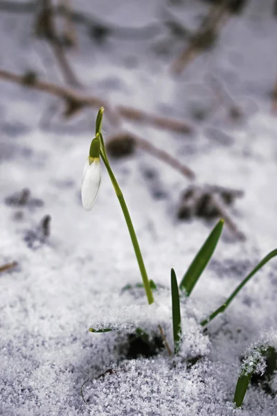 Capullo blanco flor de la nieve en la nieve en el día de primavera — Foto de Stock
