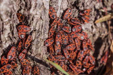 Kırmızı firebugs, Pyrrhocoris apterus ortak bir böcek.