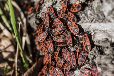 Kırmızı firebugs, Pyrrhocoris apterus ortak bir böcek.