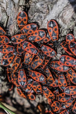 Kırmızı firebugs, Pyrrhocoris apterus ortak bir böcek.