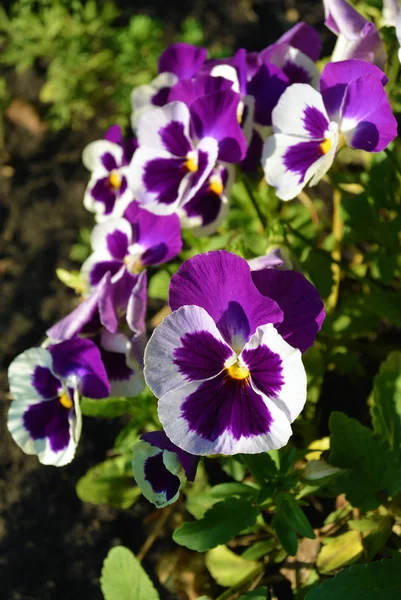 Blanco y púrpura Viola tricolor flores en el lecho de flores — Foto de Stock