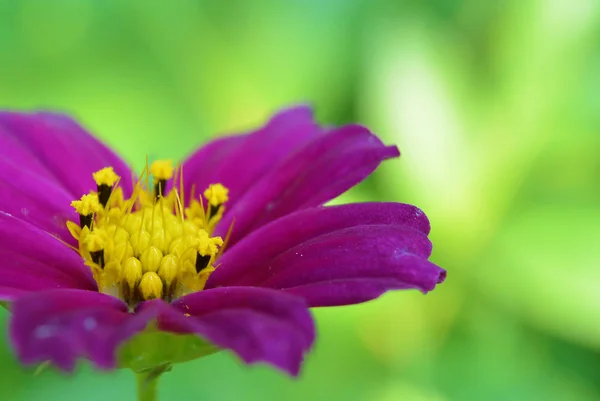 Close up macro Cosmos Flor, Polen — Foto de Stock