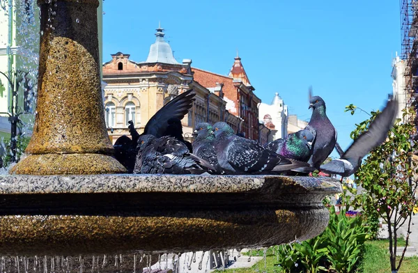 水の噴水と飲料水の上に立つ都市鳩 — ストック写真
