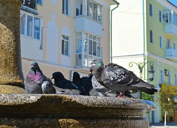 Pigeons de la ville debout sur une fontaine d'eau et d'eau potable — Photo