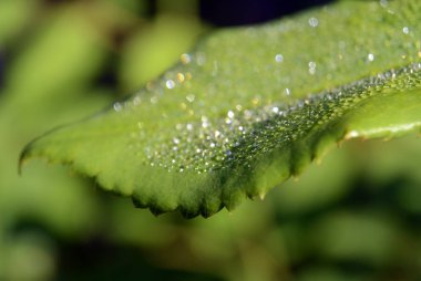 Sabah çiy damlaları ile yeşil yaprak arka plan yakın yukarı