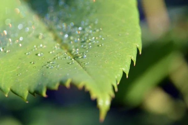 Cerrar fondo de hoja verde con gotas de rocío matutino — Foto de Stock