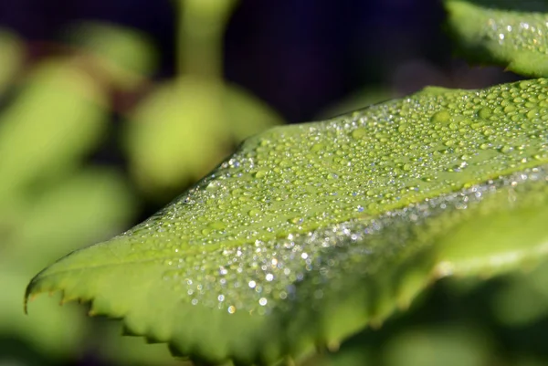 Cerrar fondo de hoja verde con gotas de rocío matutino — Foto de Stock