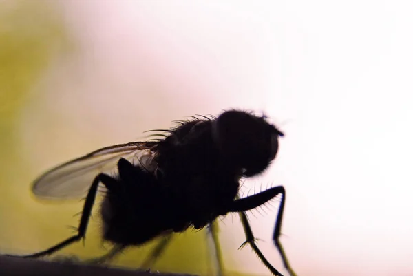 Fly Bug owadów sylwetka, insectophobia lub zakażenie zagrożenie koncepcja — Zdjęcie stockowe