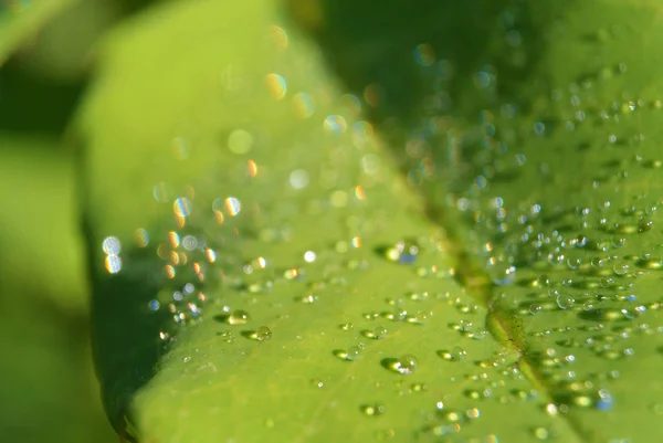 Närbild grön blad bakgrund med morgon dagg droppar — Stockfoto