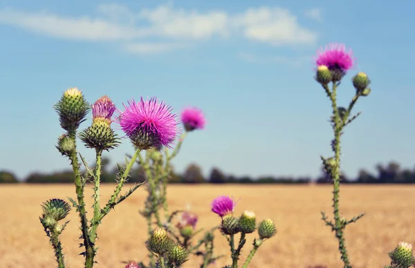 Thistle buds and flowers on a summer field. Carduus is the symbol of Scotland.
