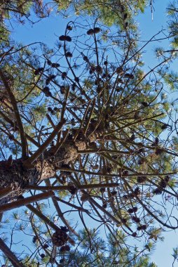 taç mavi gökyüzüne karşı boyunda çam ağacının. Şube ve büyük pinaceae koniler