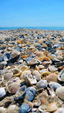 Deniz ve deniz kabukları. Kumsal ve deniz kabukları sahilde yakındır. Deniz kıyısı