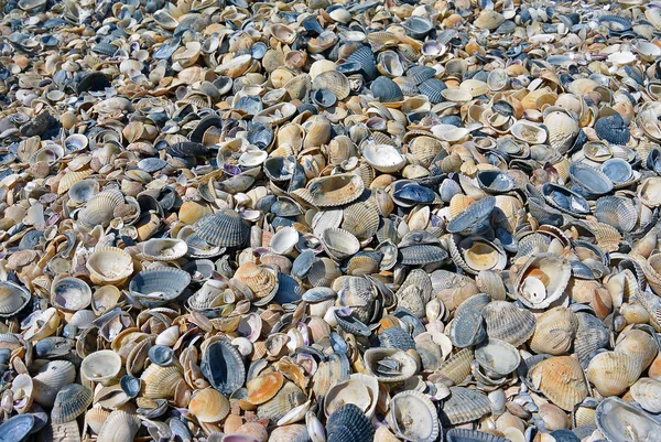 貝殻、砂、海岸、自然海のシェルの背景のテクスチャ — ストック写真