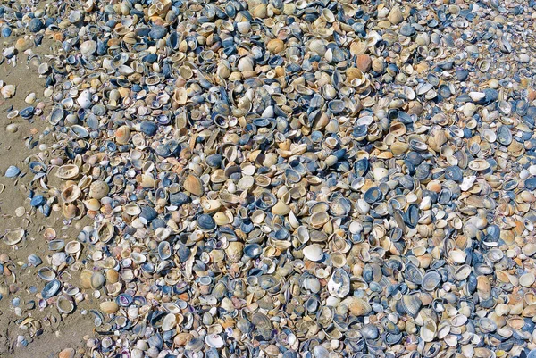 Texturas de conchas marinas y arena en la orilla del mar, fondo de la naturaleza cáscara del mar — Foto de Stock