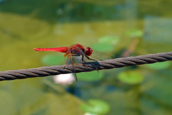 Libélula roja odonata encaramada en la cuerda — Foto de Stock