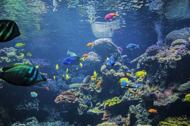 Mercan Kayalıkları ve Güneş Işığındaki Tropik Balıklar. Singapur akvaryumu