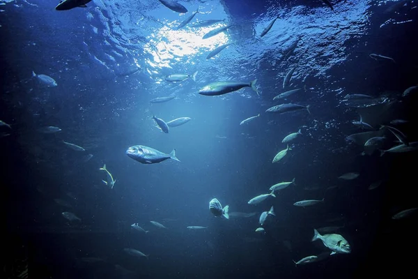 Underwater sunlight through the water surface with a fish — Stock Photo, Image