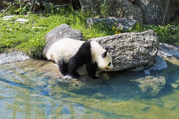 Dev panda ayısı nehre doğru gidiyor