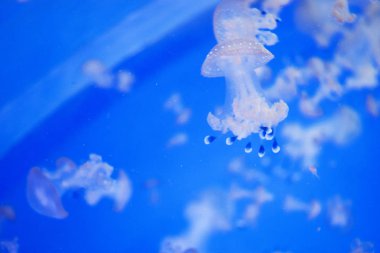 Beyaz benekli denizanası, olarak da bilinen Avustralya denizanası benekli.