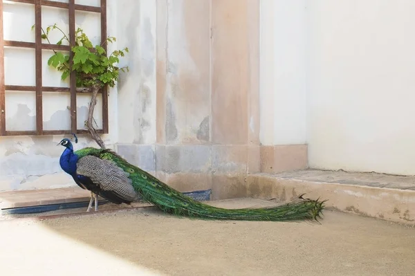 Pavão macho andando sobre o jardim durante o dia ensolarado da primavera. jarda de estilo oriental — Fotografia de Stock