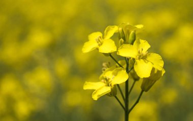 İlkbaharda açan sarı kolza tohumu çiçeği