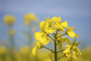 İlkbaharda açan sarı kolza tohumu çiçeği