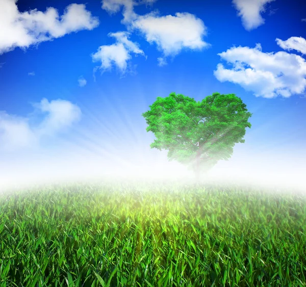 Ein frischer Sommermorgen mit Nebel und einem Solobaum. — Stockfoto