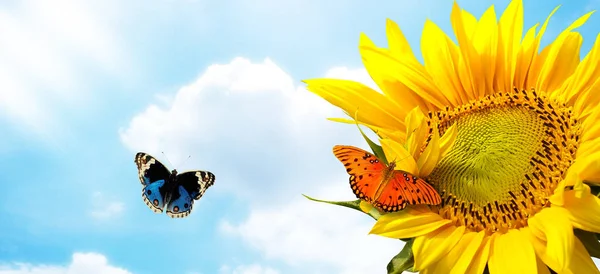 Mavi gökyüzü ve güzel güneş ile ayçiçeği / ayçiçeği