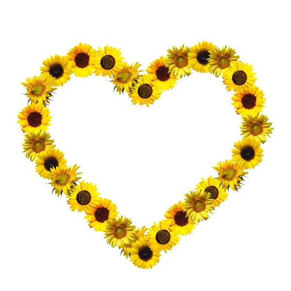 Girasoles en forma de corazón sobre un fondo blanco . — Foto de Stock