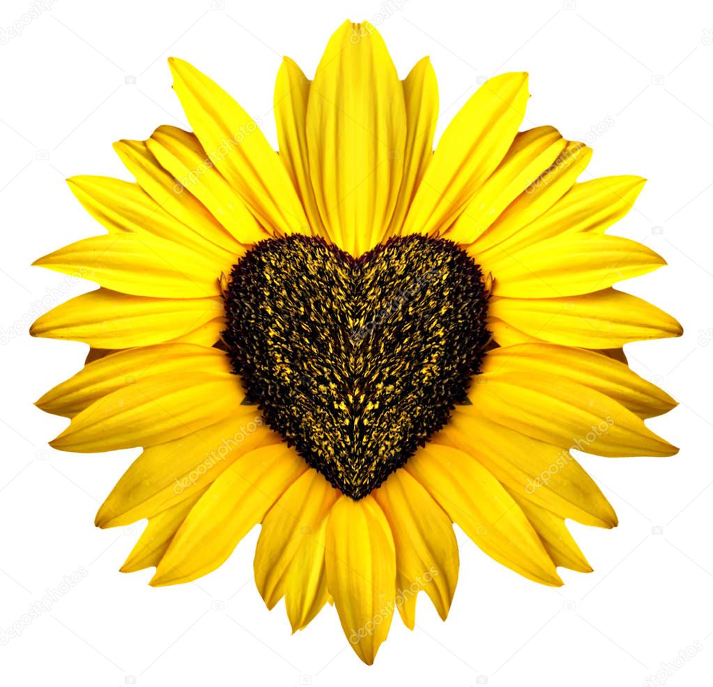 Sunflowers in the form of heart on a white background.