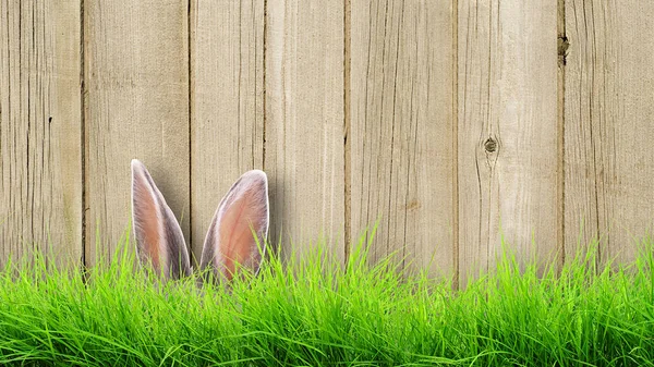 Zając ukrywa się w trawie w ogrodzenie. — Zdjęcie stockowe