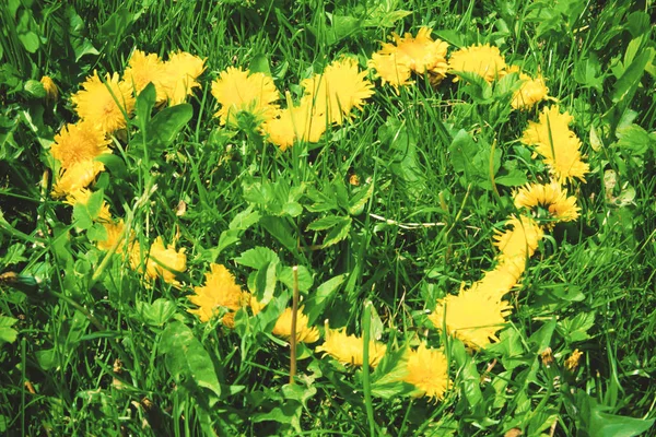 Semillas de diente de león. Naturaleza muerta de verano . — Foto de Stock