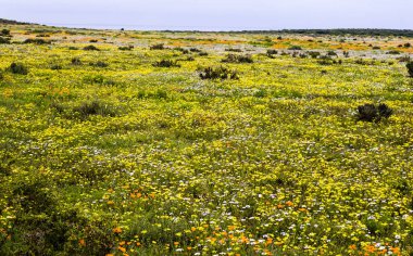 Alp çiçek. Panorama. Dağ manzarası.