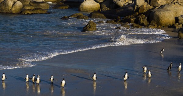 Group of the African penguins leaving water. African penguins. A