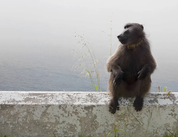 Thinking monkey. Wild nature.