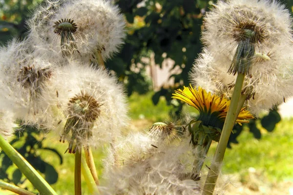Karahindiba tohumları. Yaz çiçek. — Stok fotoğraf