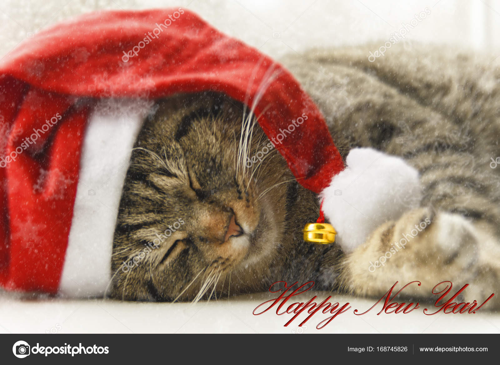 Joli chat dans le chapeau du père Noël. Chat habillé du père