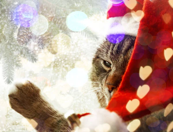 Niedliche Katze in Weihnachtsmannmütze. Weihnachtsmann-Katze. — Stockfoto