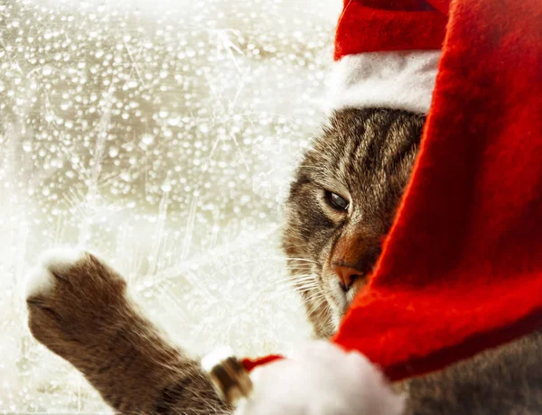 Niedliche Katze in Weihnachtsmannmütze. Weihnachtsmann-Katze. — Stockfoto