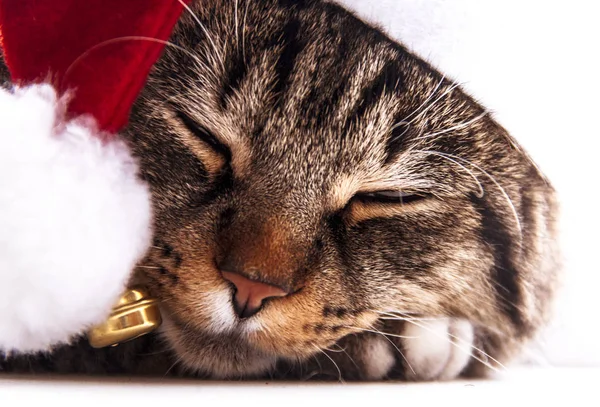 Schattige kat in santa's cap. Santa's gekleed kat. — Stockfoto