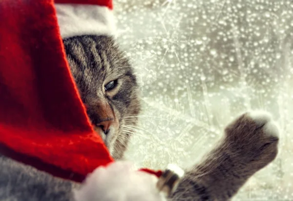 Niedliche Katze in Weihnachtsmannmütze. Weihnachtsmann-Katze. — Stockfoto