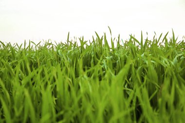 Beyaz arkaplanda yeşil çimen izole