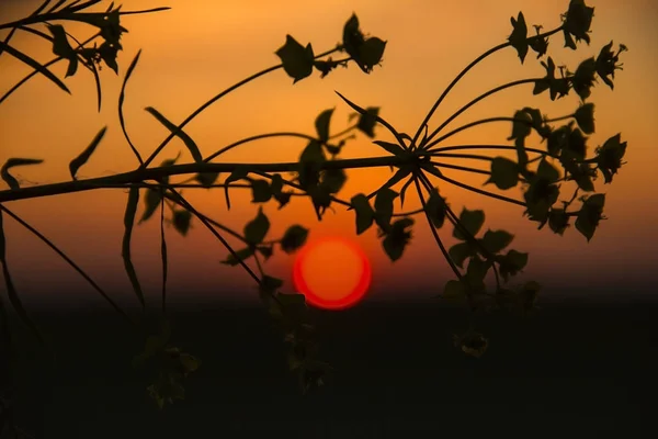 Gruppe von Blumen blauer Schwertlilien. Gartenpflanzen. — Stockfoto