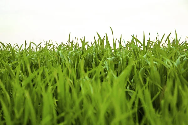 Beyaz arkaplanda yeşil çimen izole