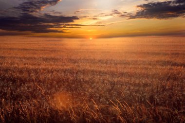 Grup mavi süsen çiçek. Bahçe Bitkileri.